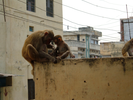 Bhavan_Monkeys.jpg