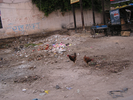 p41.jpg