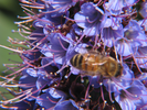 p39.jpg
