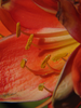 p71.jpg