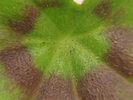 p77.jpg
